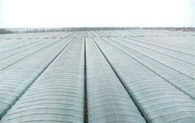 大棚膜選購指南 廠家、價格與批發全解析